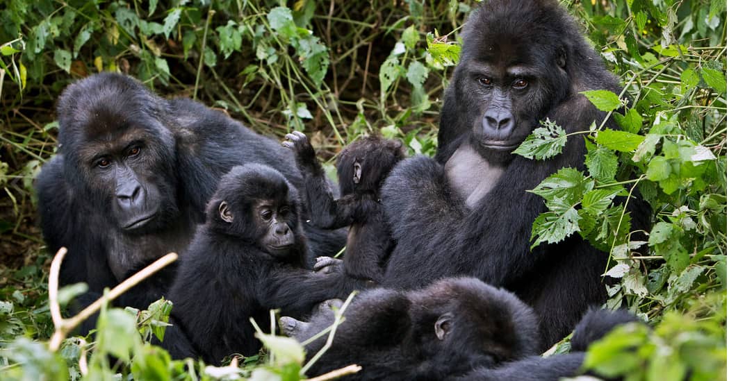 Mountain gorilla family in Bwindi