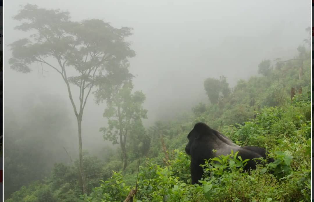 Batwa traditional shelter