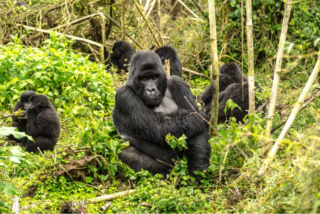 Silverback gorilla in the misty Bwindi forest