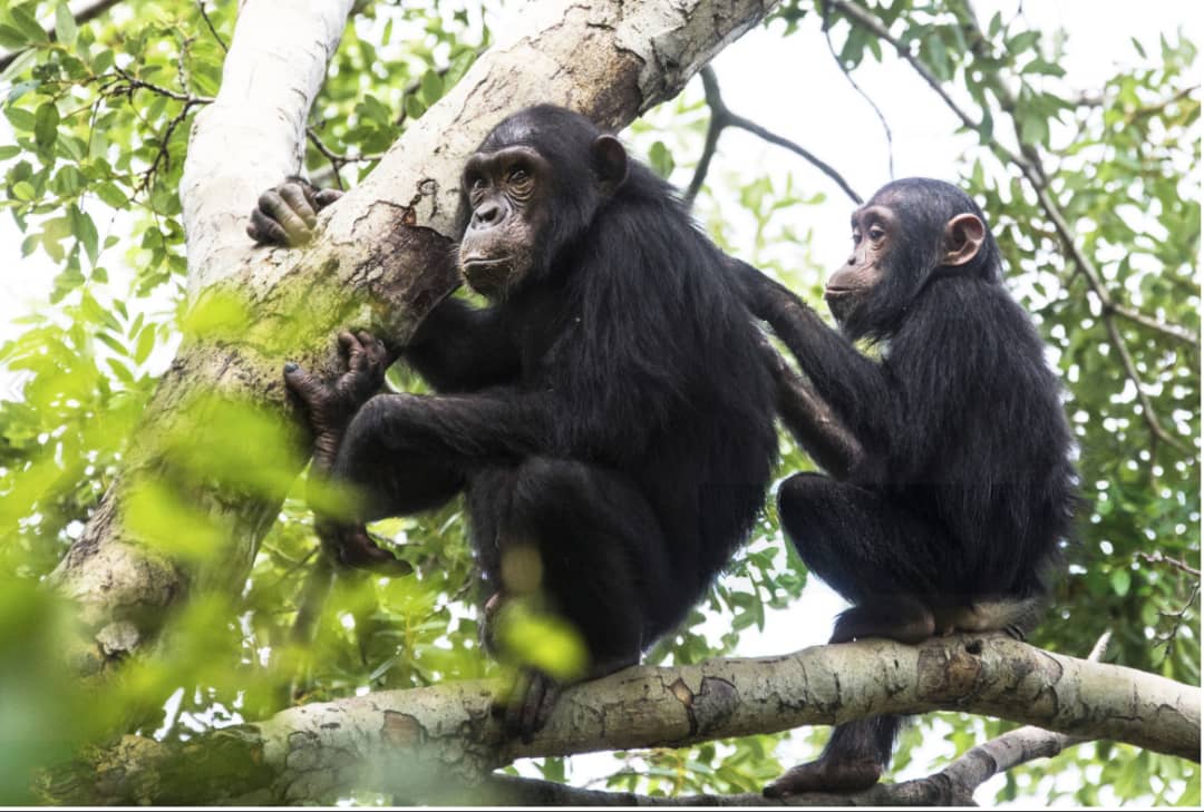 Close-up of chimpanzee