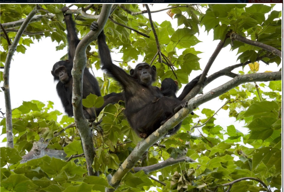 Chimps in canopy